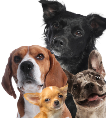 Hunde OP Versicherung ohne Altersbegrenzung Test und Vergleich