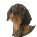 Hunde OP Versicherung ohne Altersbegrenzung für Dackel