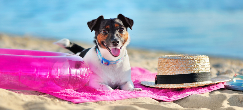 Hunde-OP Versicherung für ältere Hunde im Urlaub