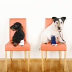Hunde OP Versicherung ohne Altersbegrenzung für Hunde mit Vorerkrankungen