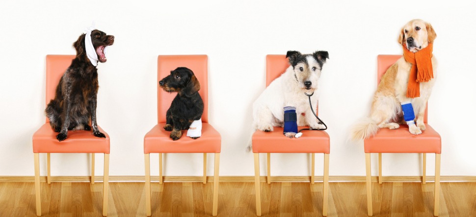 Hunde OP Versicherung ohne Altersbegrenzung für Hunde mit Vorerkrankungen