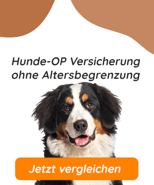 Hunde OP Versicherung ohne Altersbegrenzung