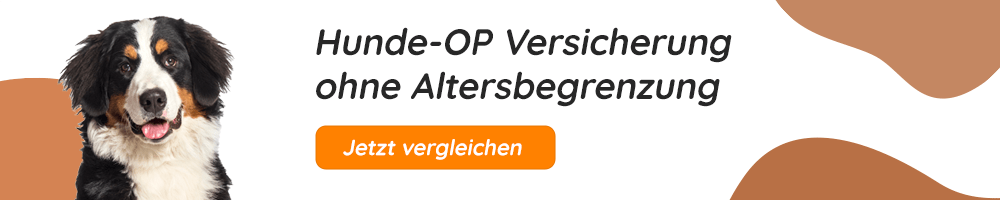 Hundekrankenversicherung ohne Altersbegrenzung