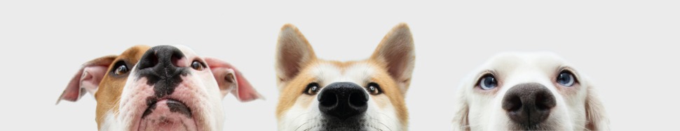 Hunde OP Versicherung ohne Altersbegrenzung für grosse Hunderassen