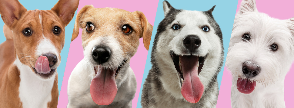 Hunde-OP-Versicherung ohne Altersbegrenzung