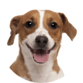 Hunde OP Versicherung ohne Altersbegrenzung für Jack Russell Terrier