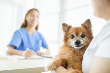 Tierarztkosten kleine Hunde